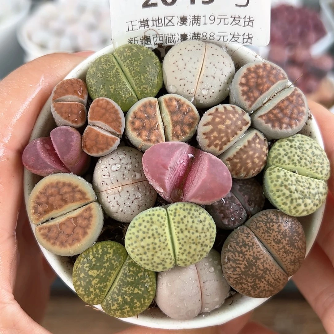 好养易活生石花大母本2049