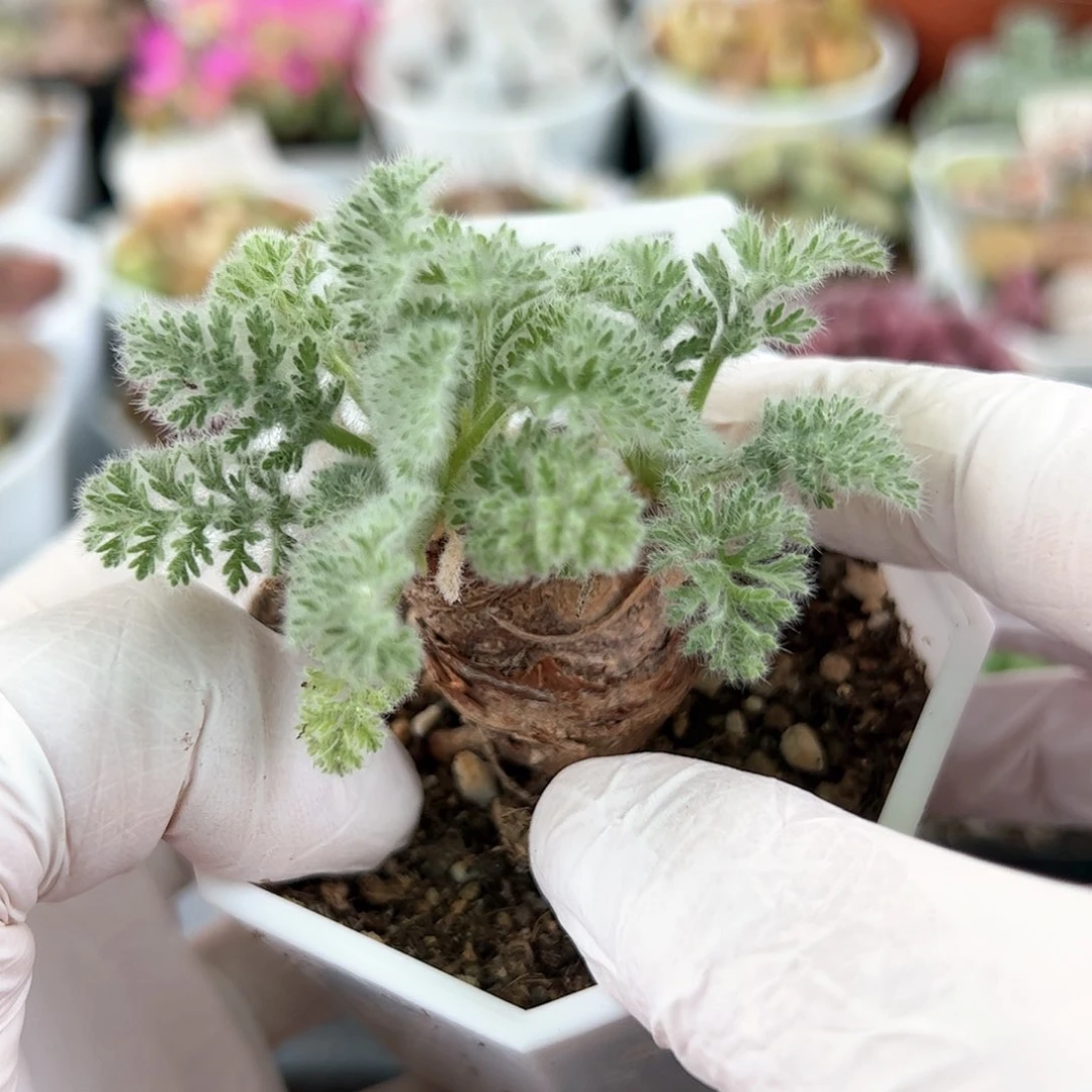 好养易活生石花大母本9544