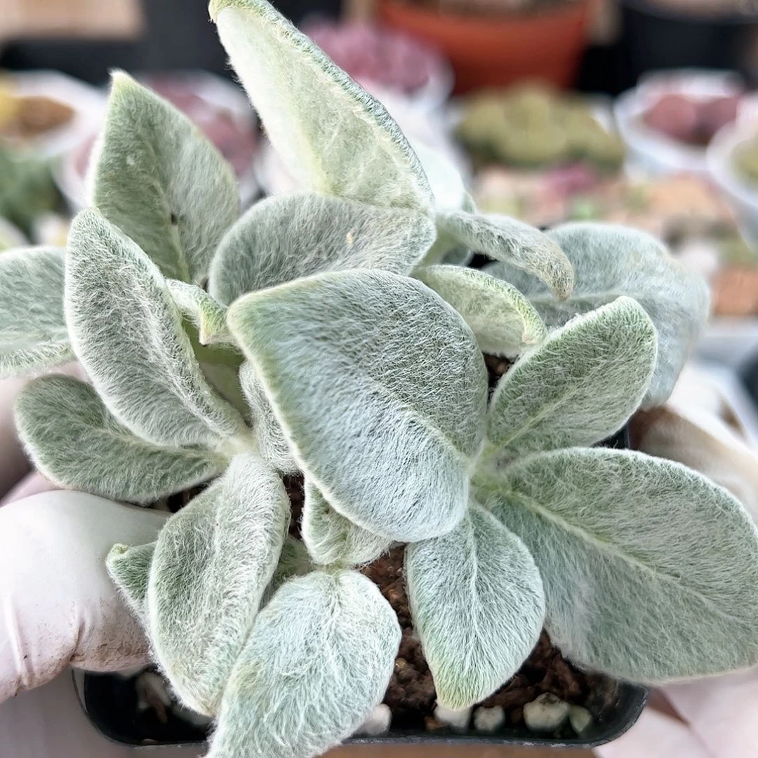 好养易活生石花大母本10006