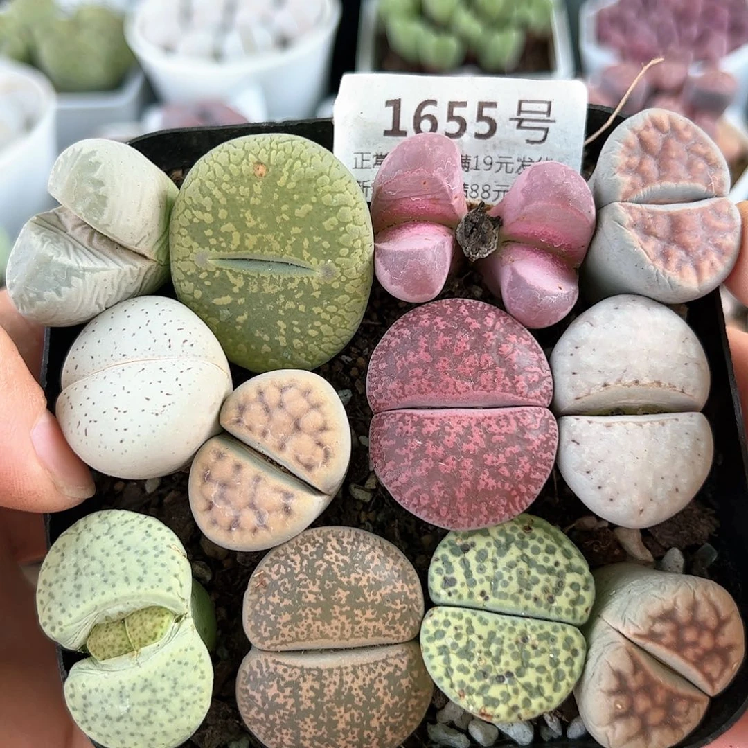 好养易活生石花大母本1655