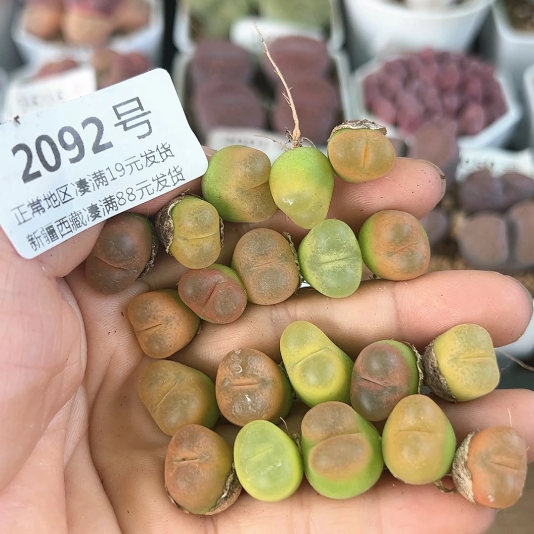 2092三年彩毛20颗1.5cm左右