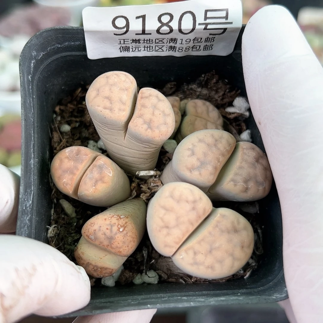 好养易活生石花大母本9180