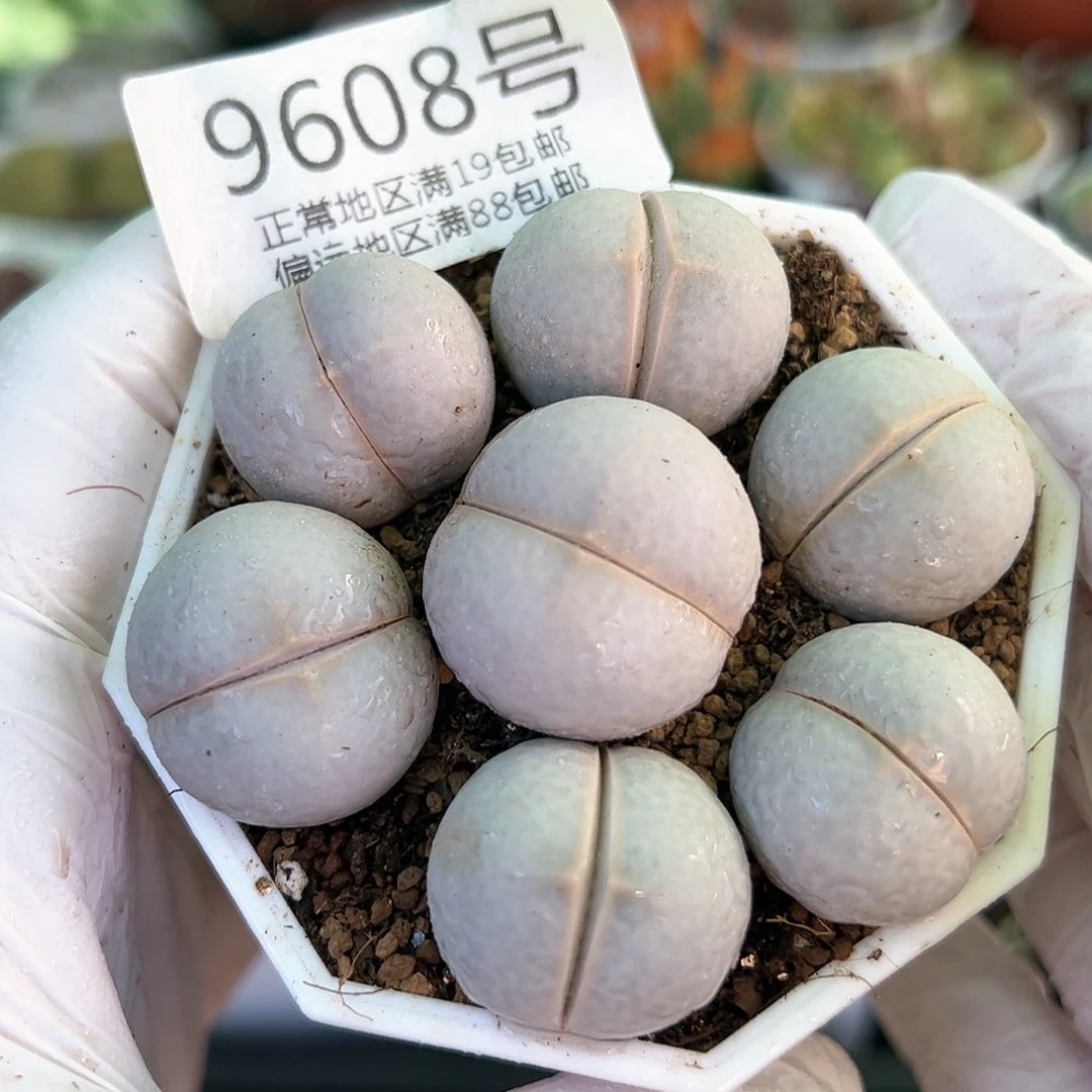 好养易活生石花大母本9608