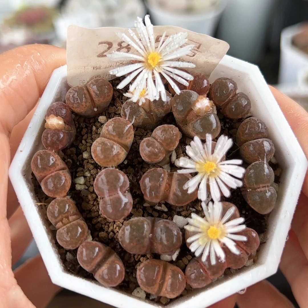 好养易活生石花大母本2875