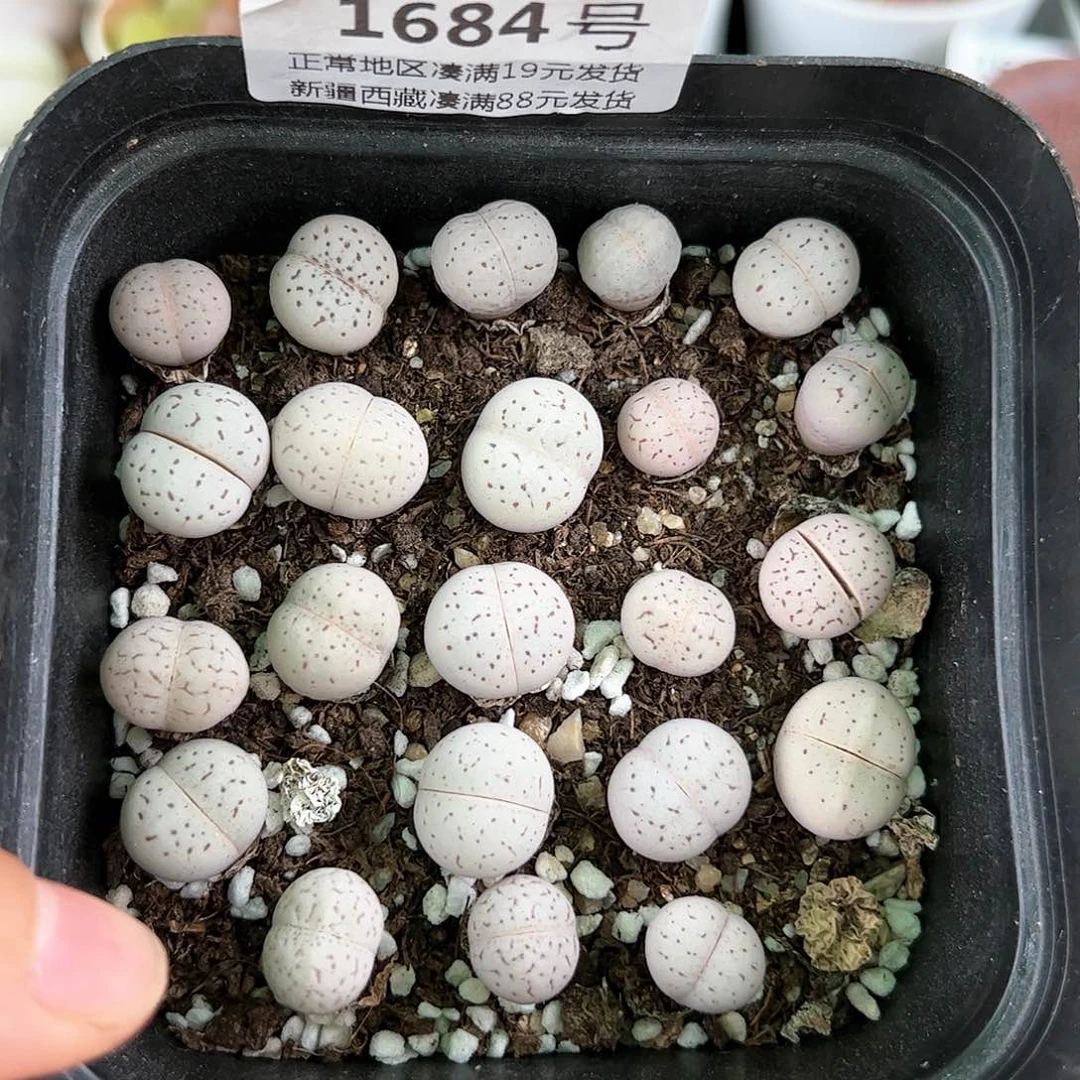 好养易活生石花大母本1684
