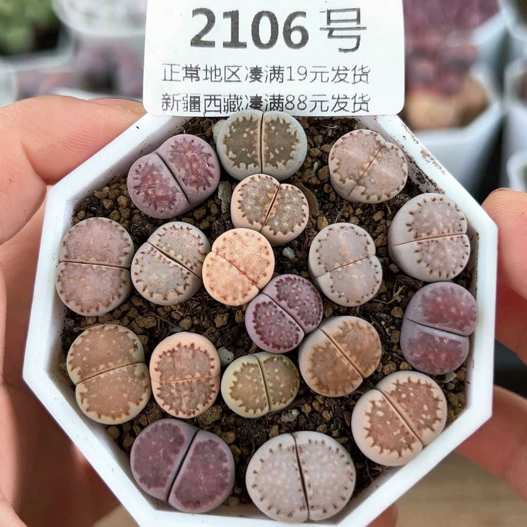 好养易活生石花大母本2106