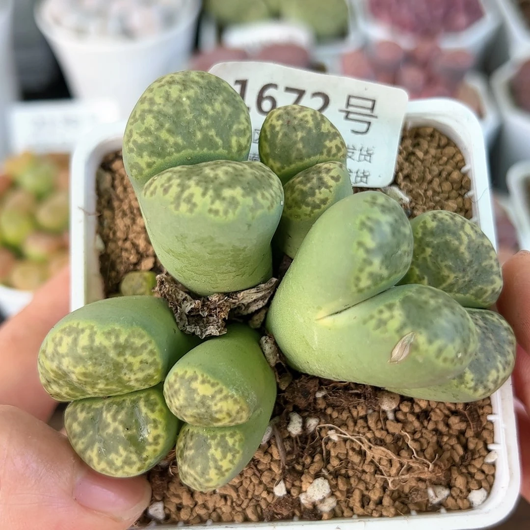 好养易活生石花大母本1672