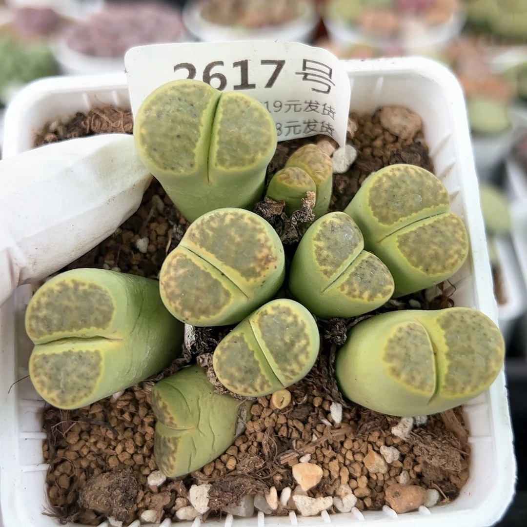 好养易活生石花大母本2617