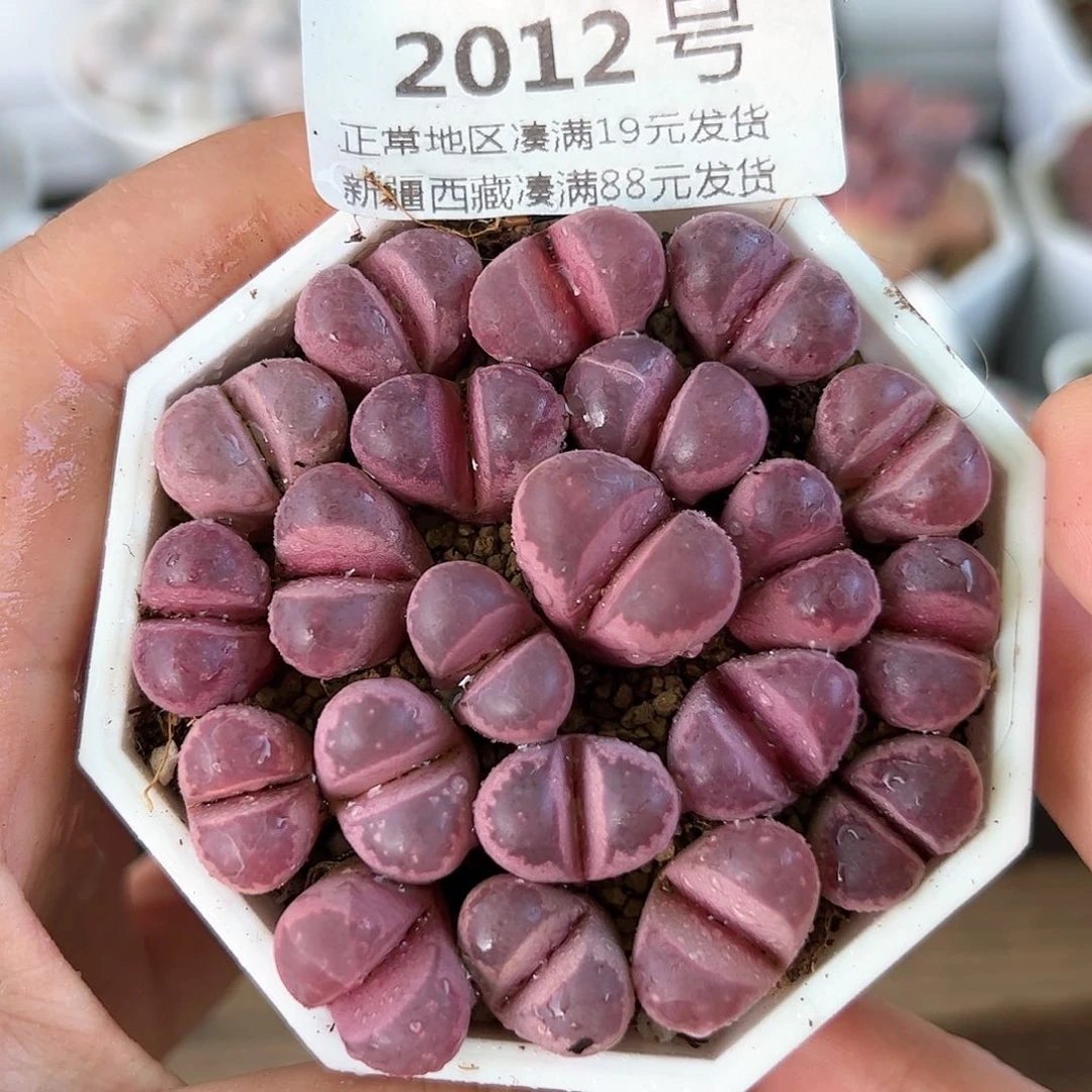 好养易活生石花大母本2012