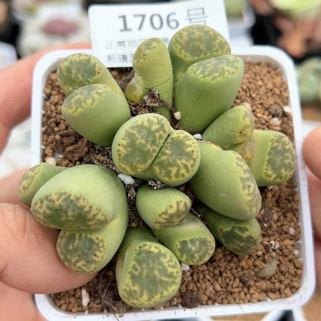 好养易活生石花大母本1706