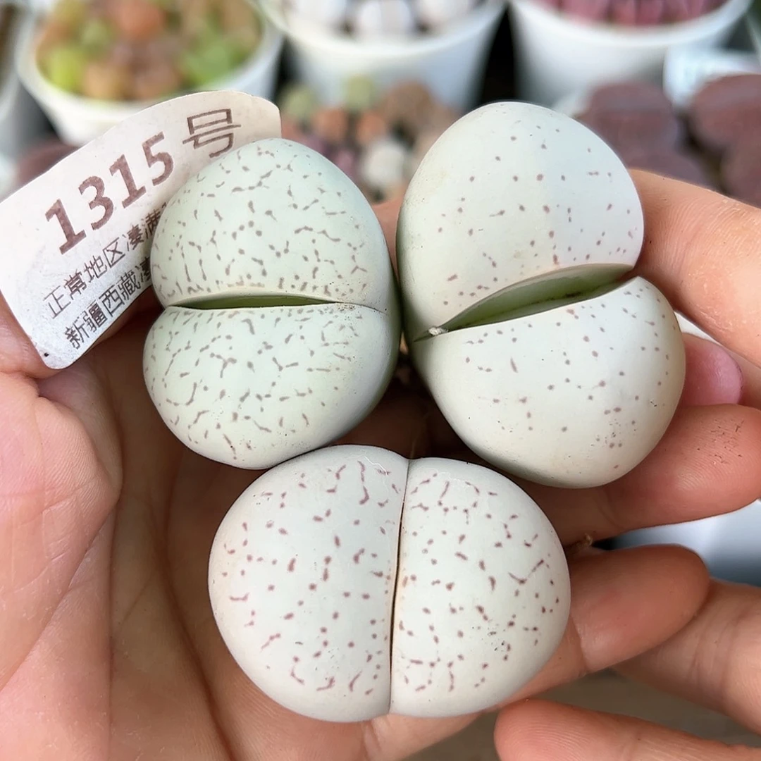 1315四年大白三颗3.5-4cm