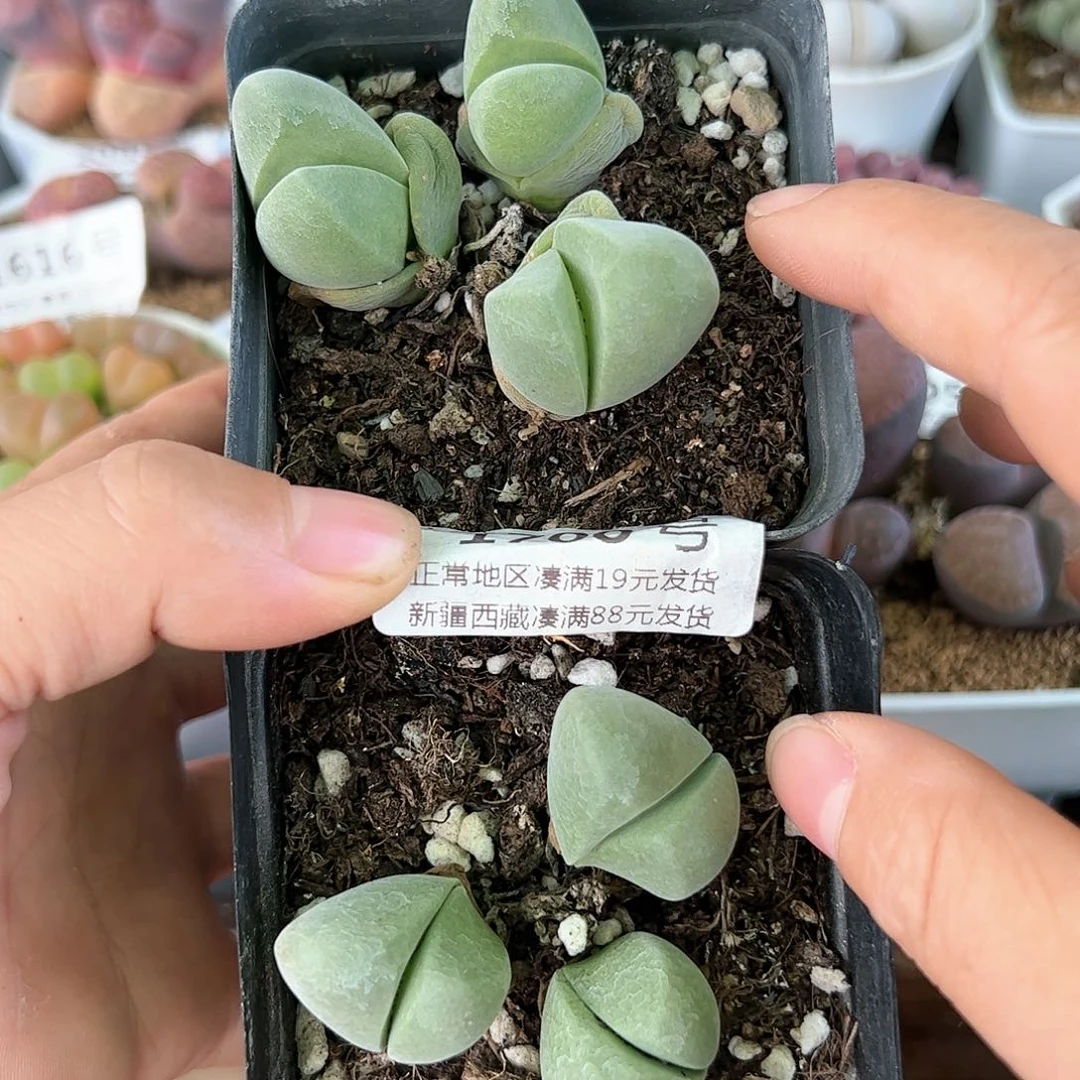 好养易活生石花大母本1700
