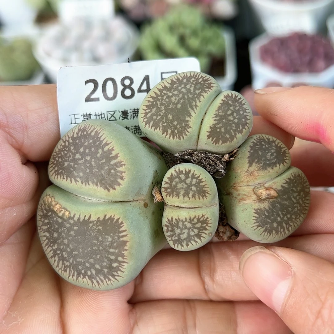 好养易活生石花大母本2084