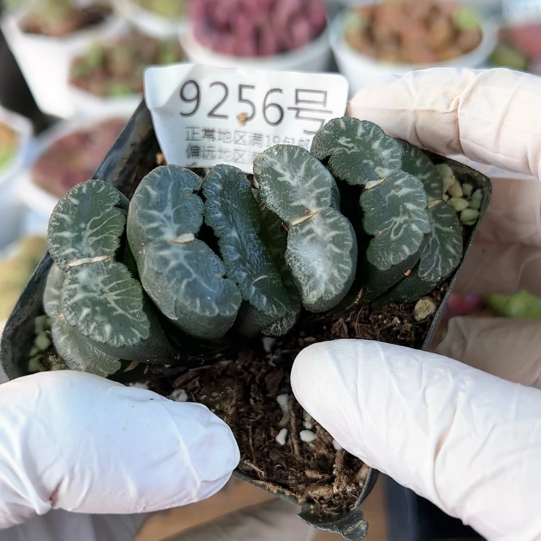 好养易活生石花大母本9256