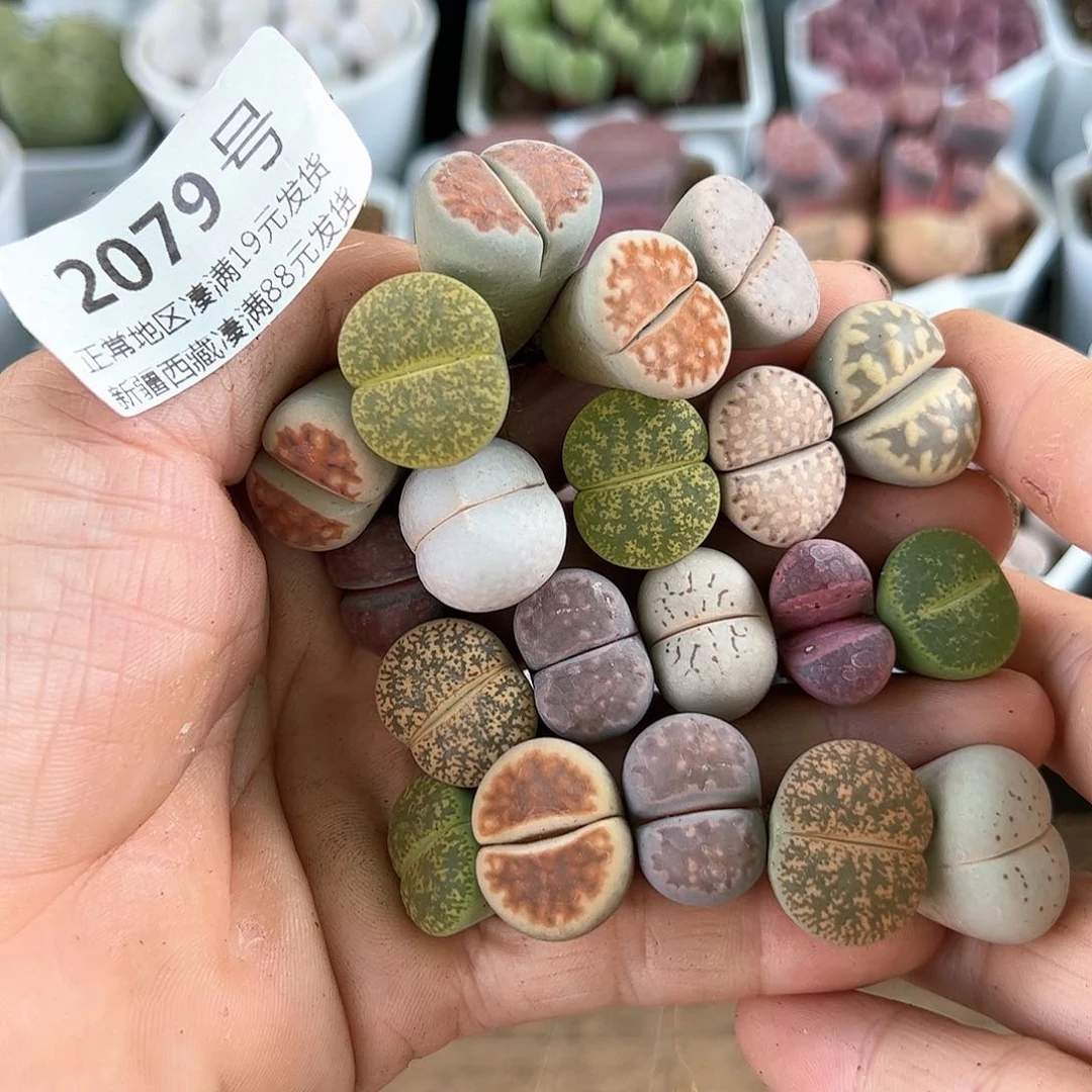 好养易活生石花大母本2079
