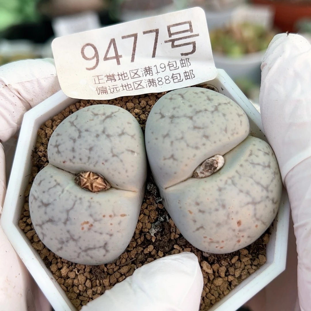 好养易活生石花大母本9477