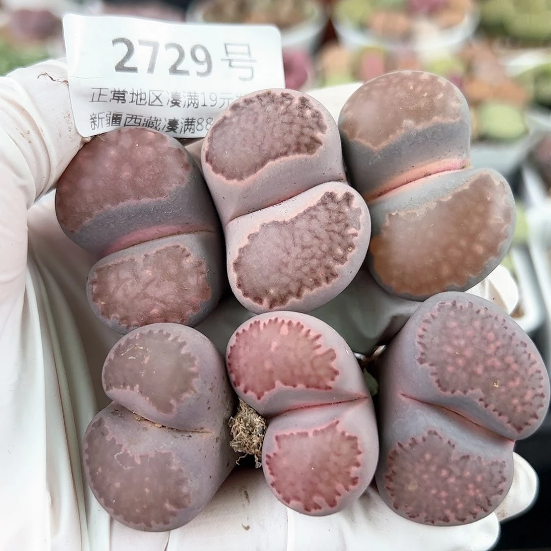 2729紫混大单头6颗3-3.8cm腿长特价