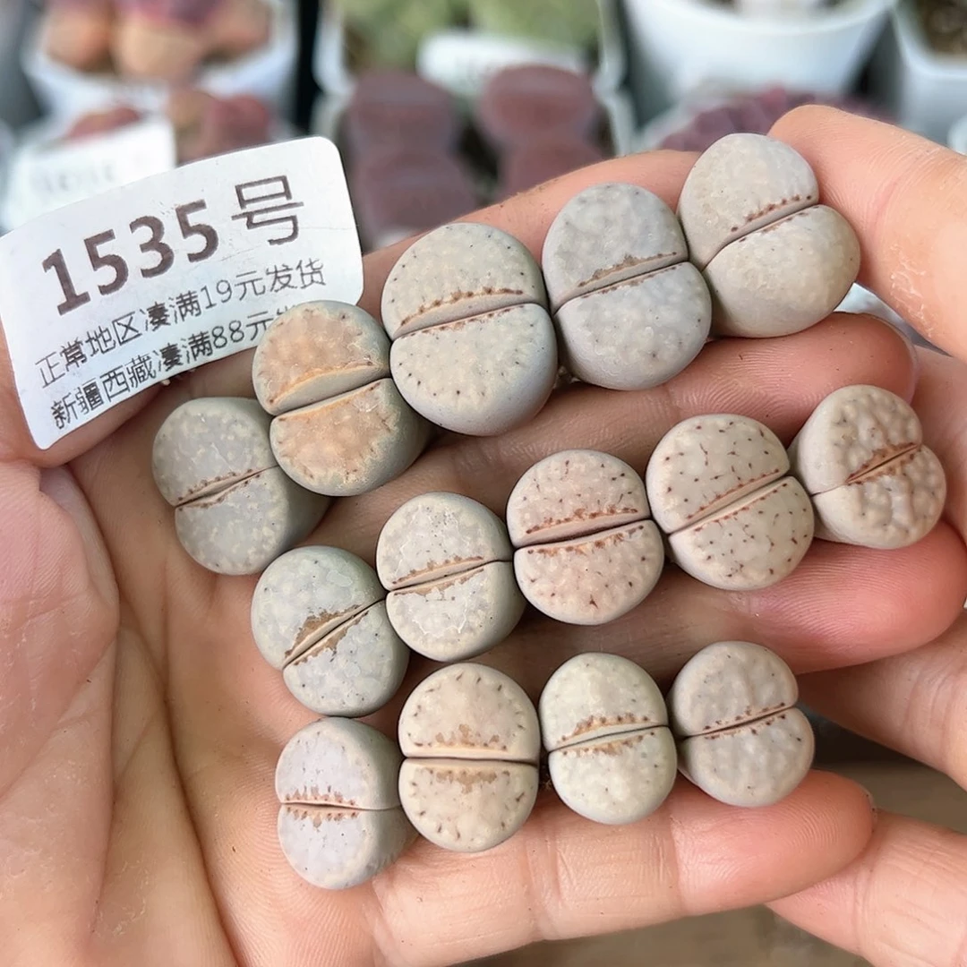 好养易活生石花大母本1535