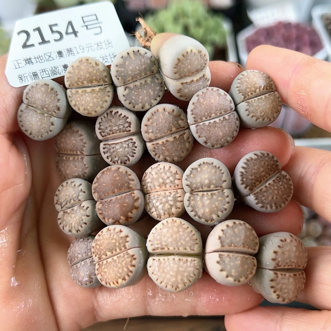 好养易活生石花大母本2154