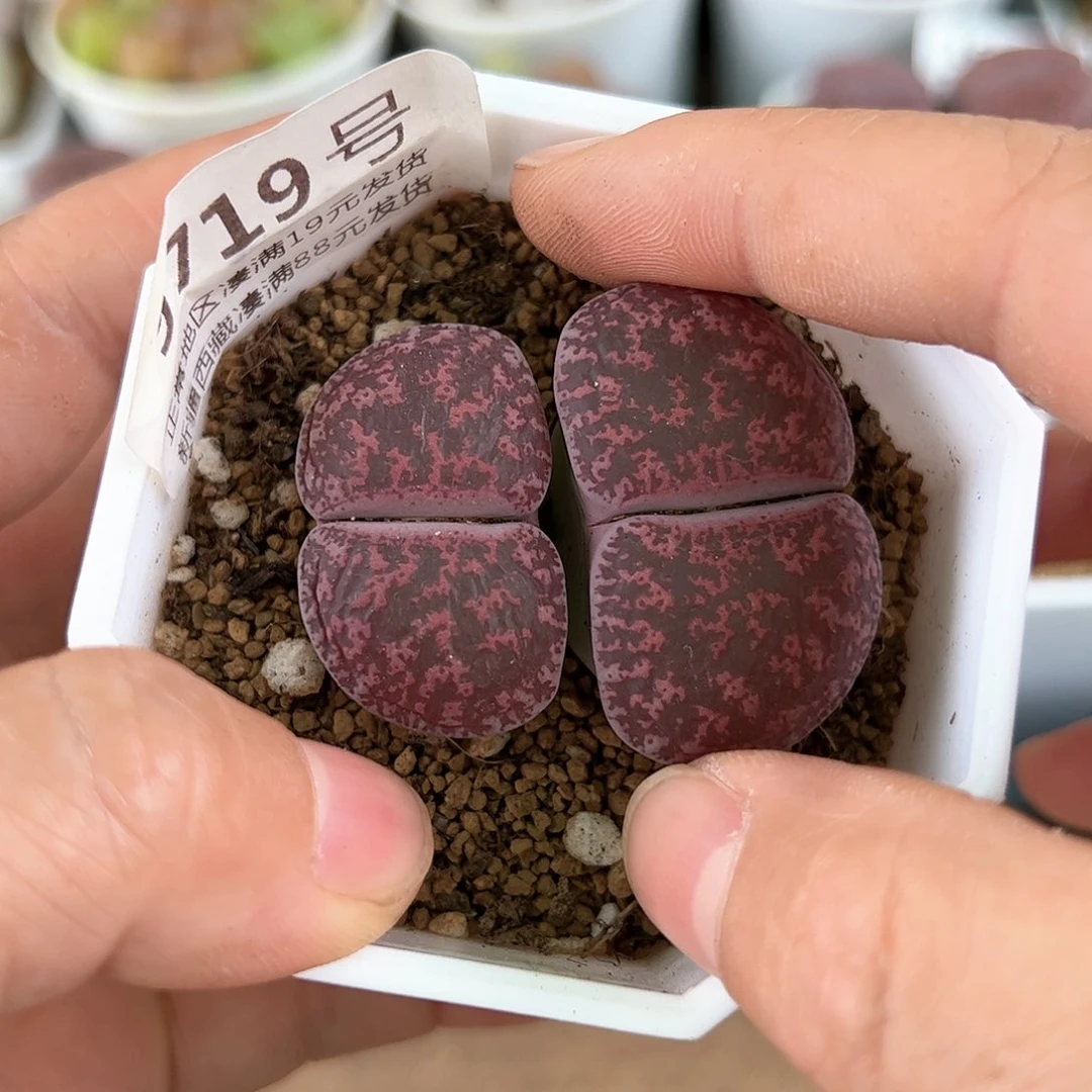 好养易活生石花大母本9719