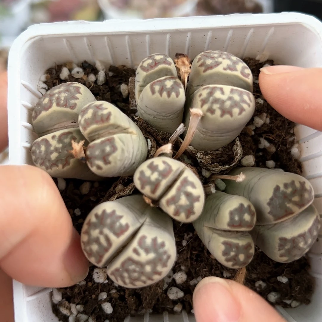 好养易活生石花大母本9006