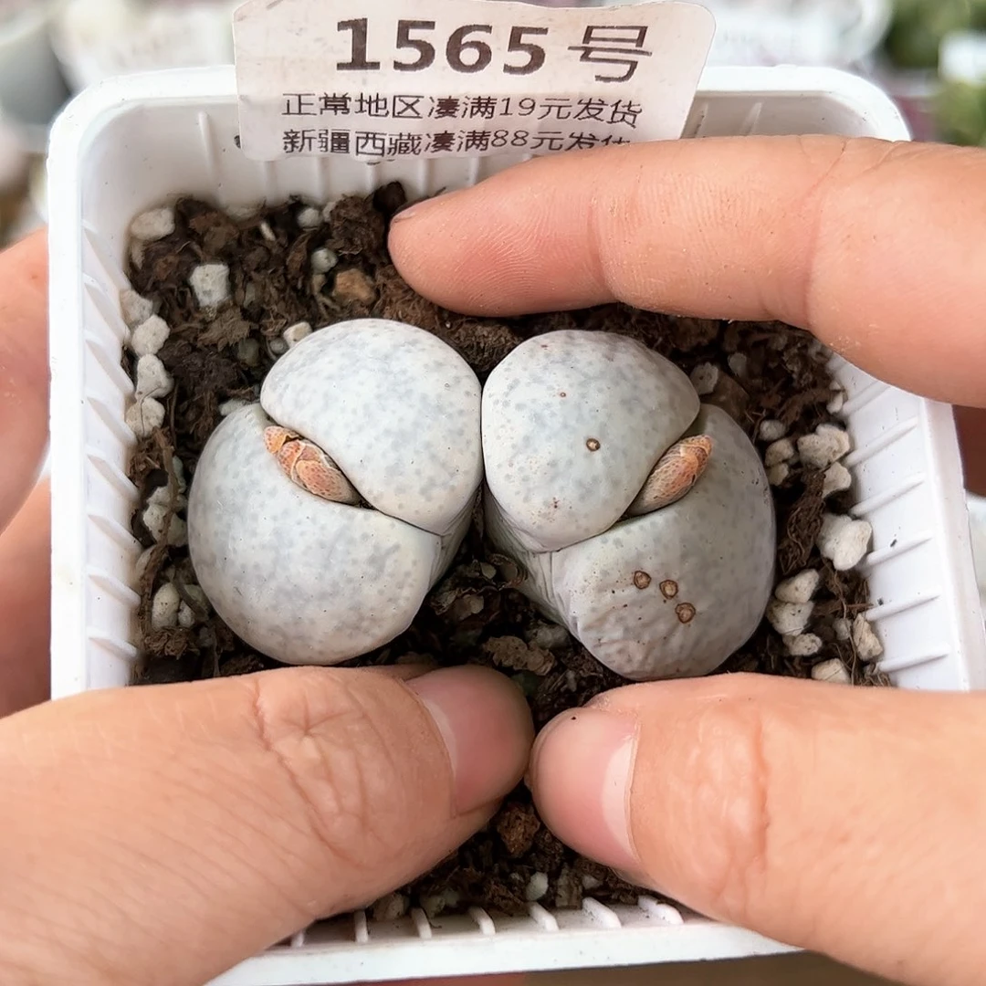 好养易活生石花大母本1565