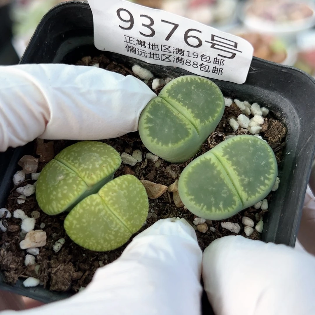 好养易活生石花大母本9376