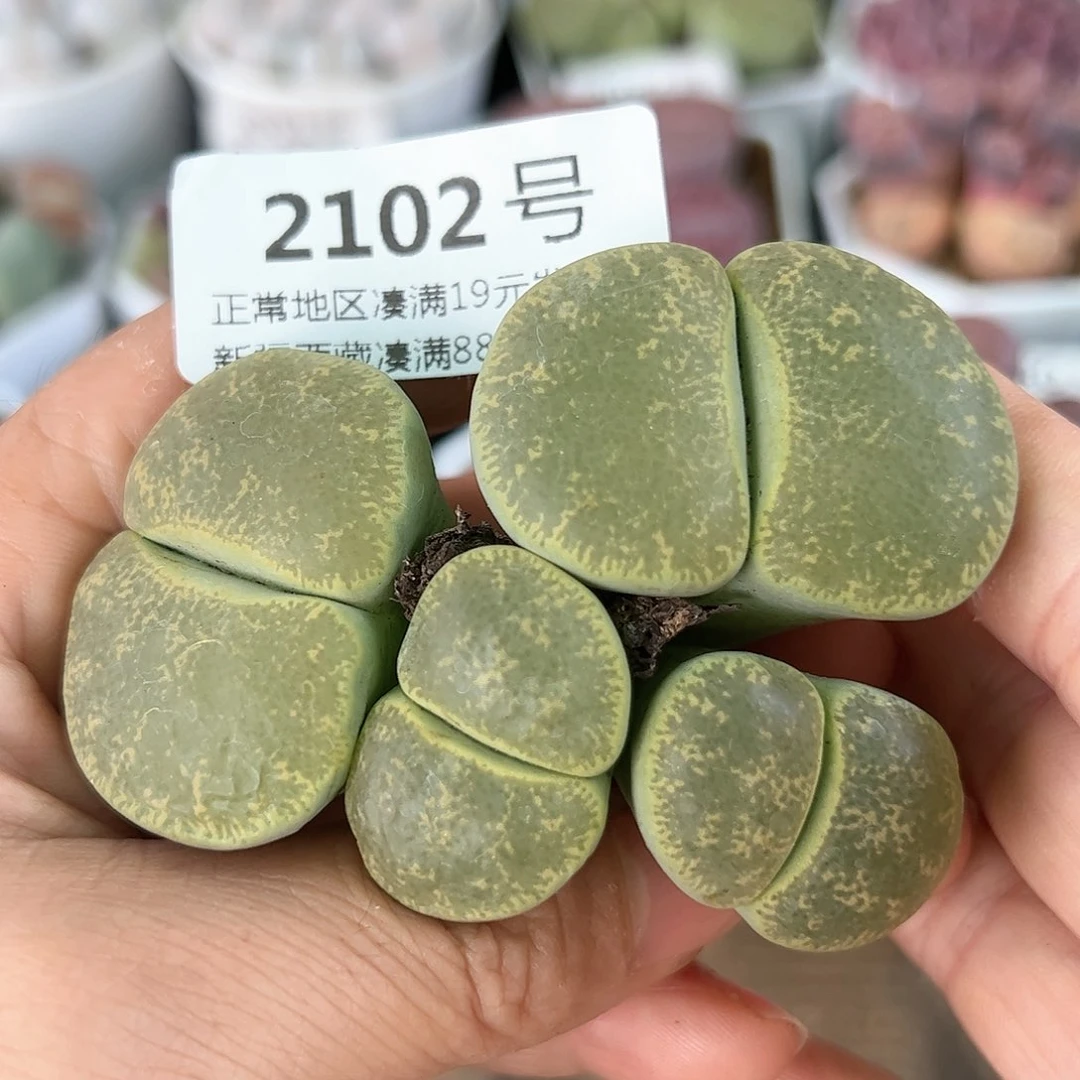 好养易活生石花大母本2102