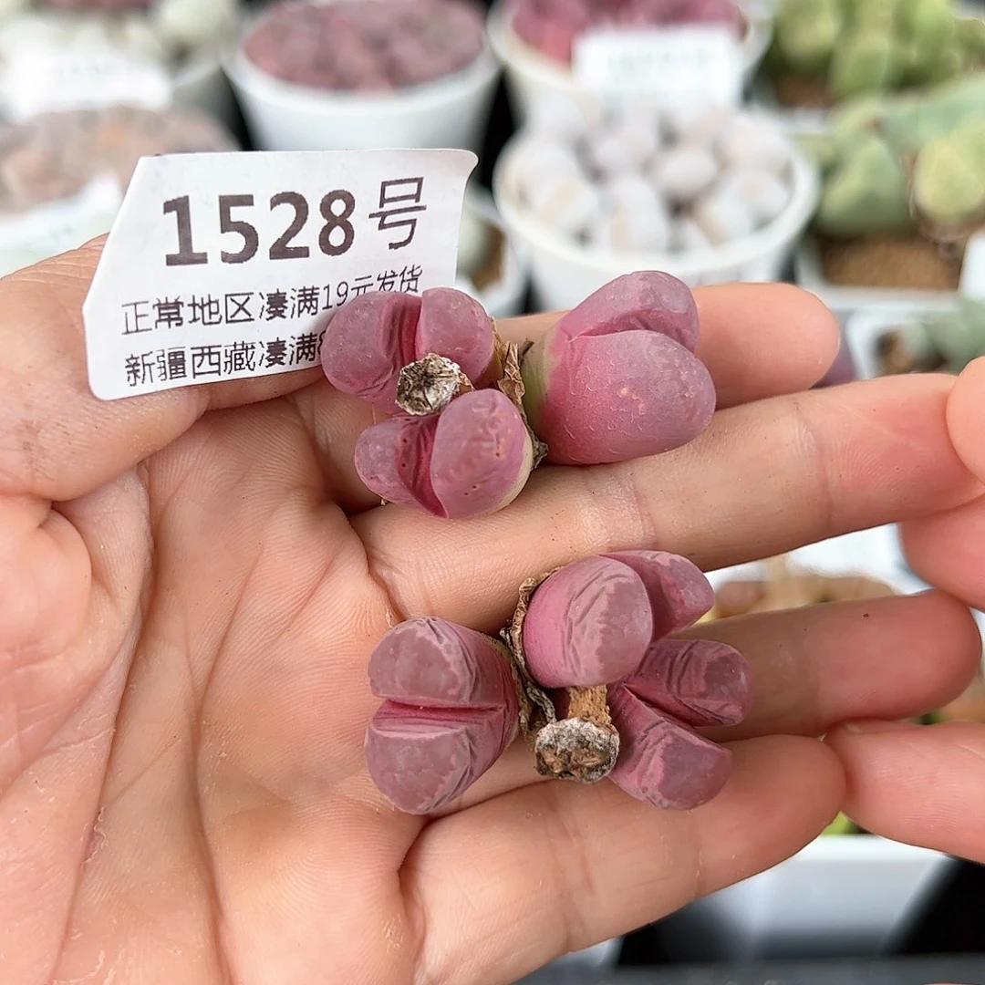 好养易活生石花大母本1528