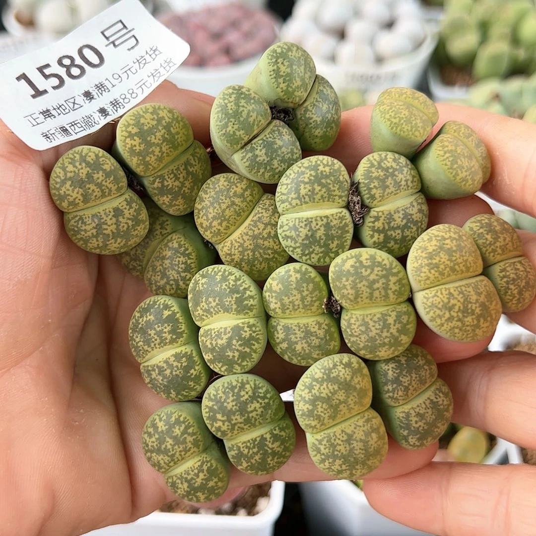 好养易活生石花大母本1580