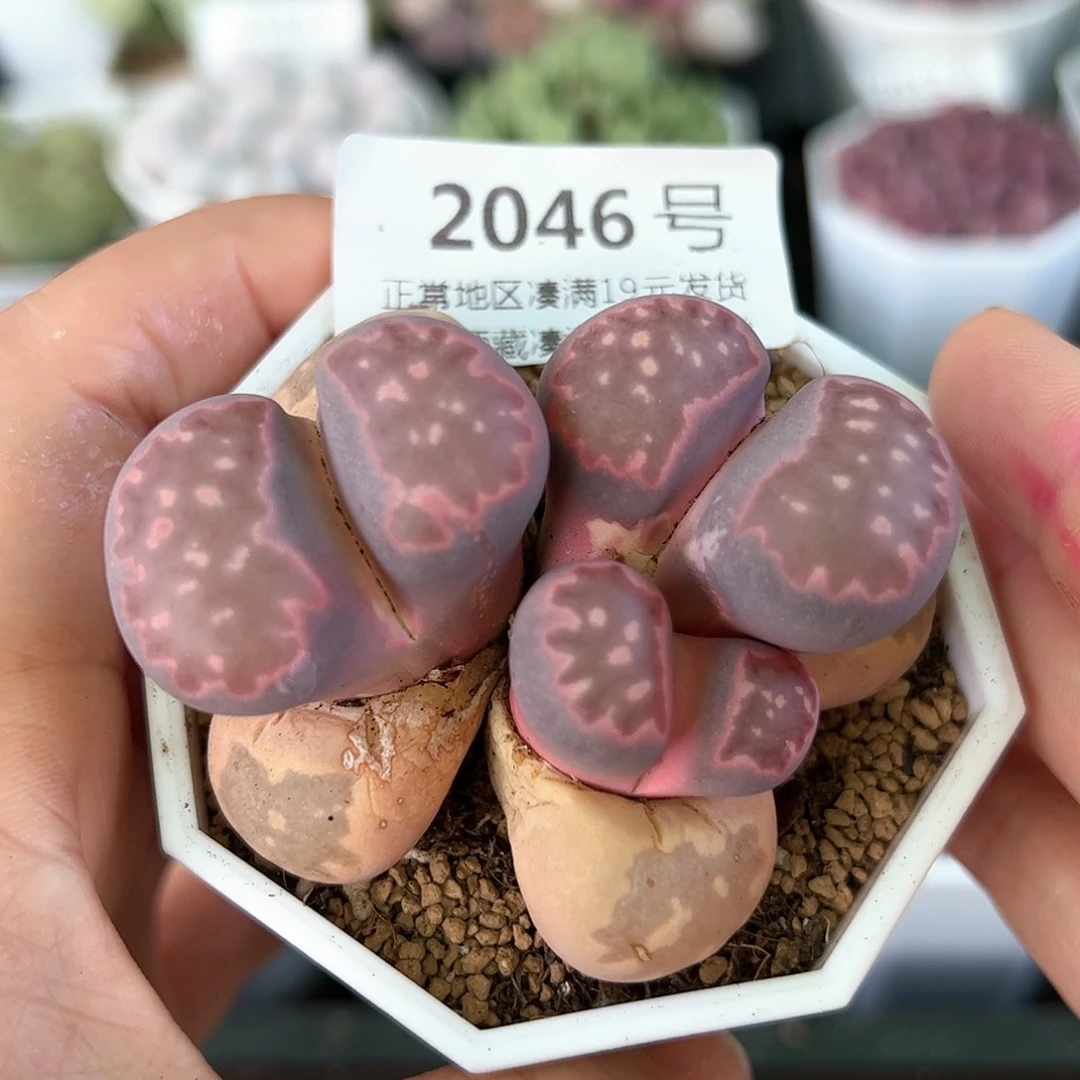 2046紫李裙带金微徒特价