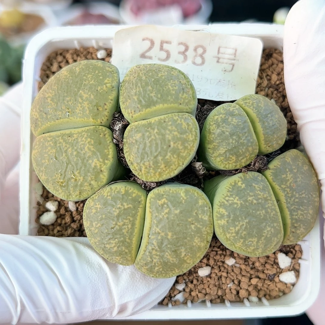 好养易活生石花大母本2538