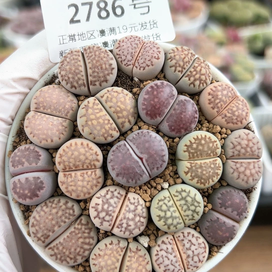 好养易活生石花大母本2786