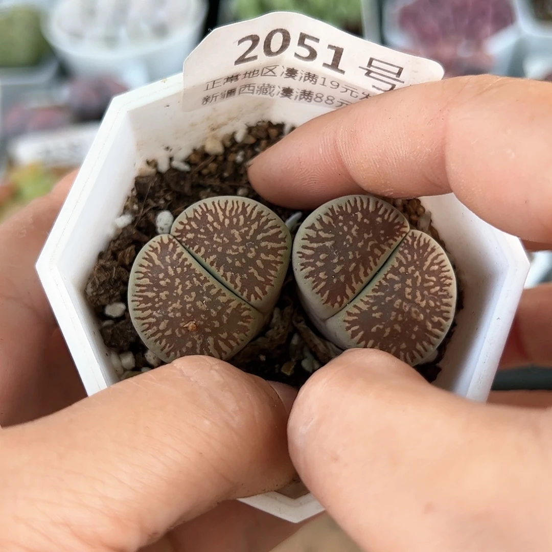 好养易活生石花大母本2051