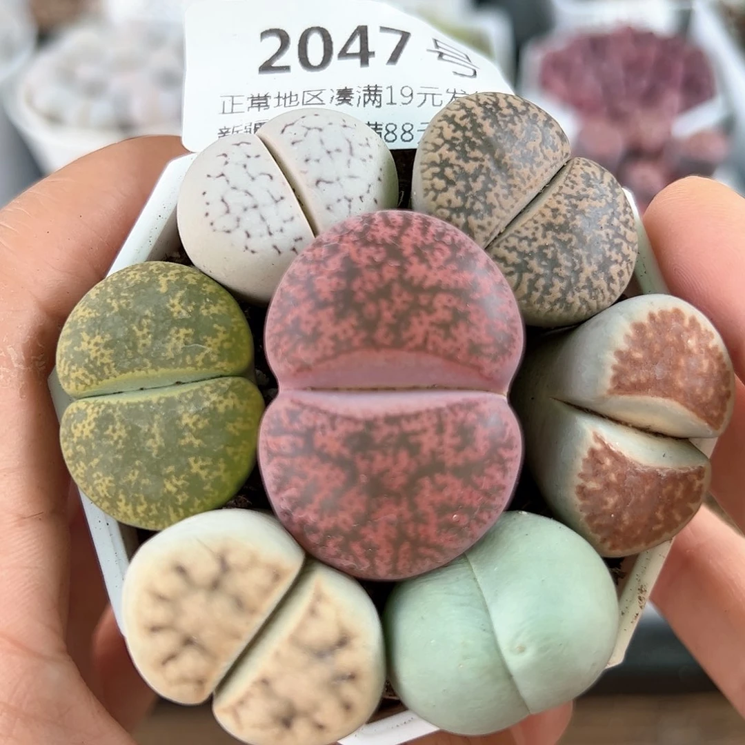 好养易活生石花大母本2047