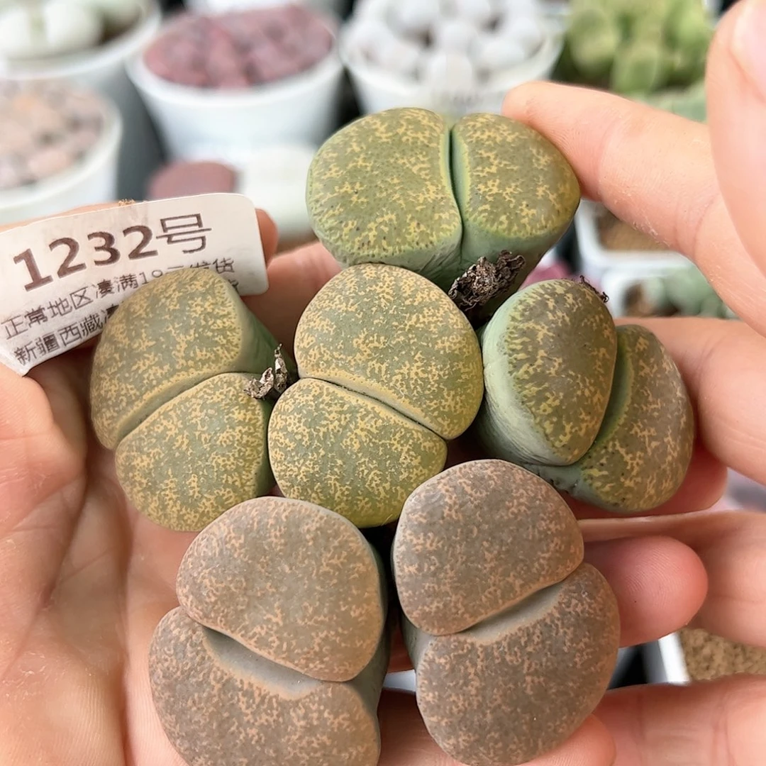 好养易活生石花大母本1232