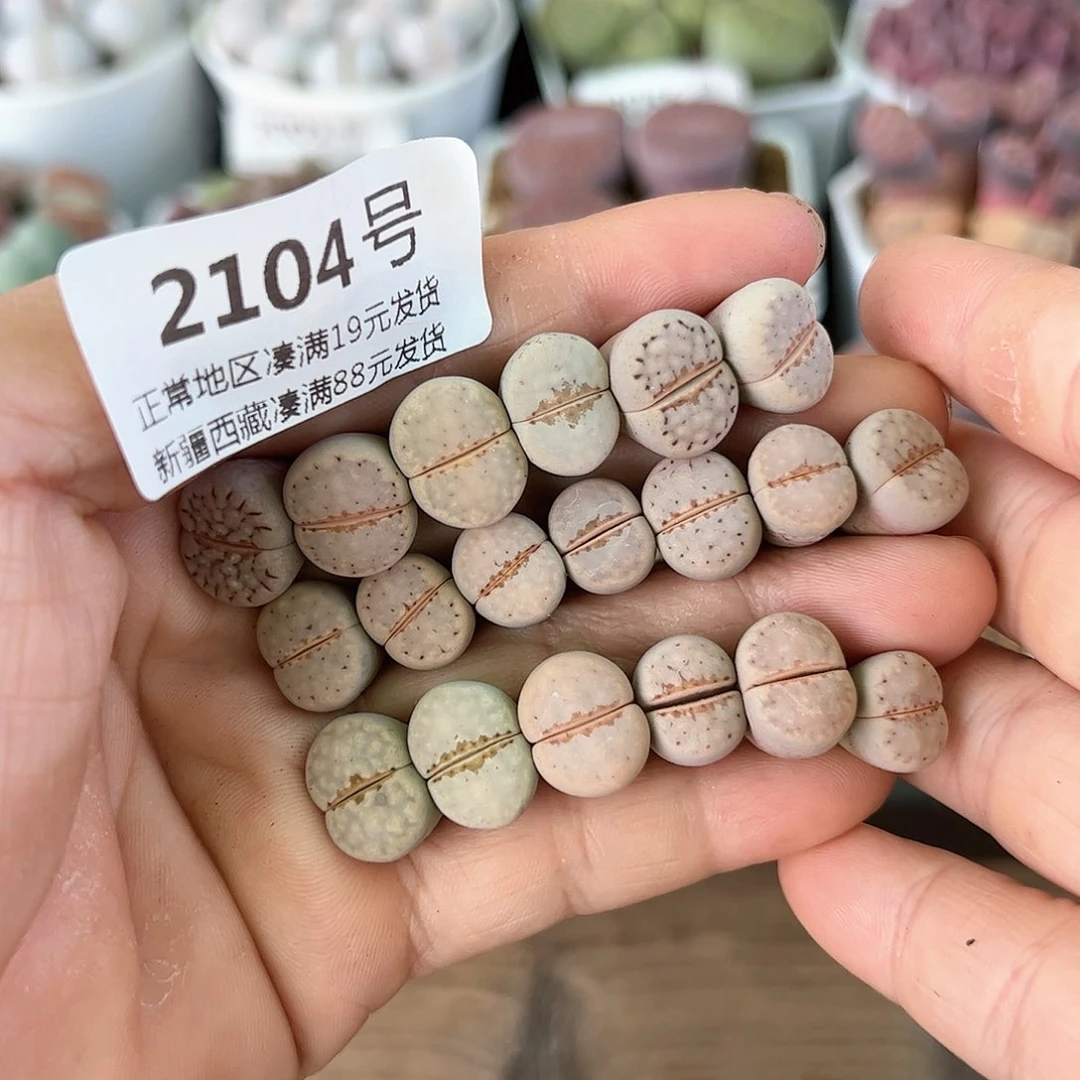 好养易活生石花大母本2104