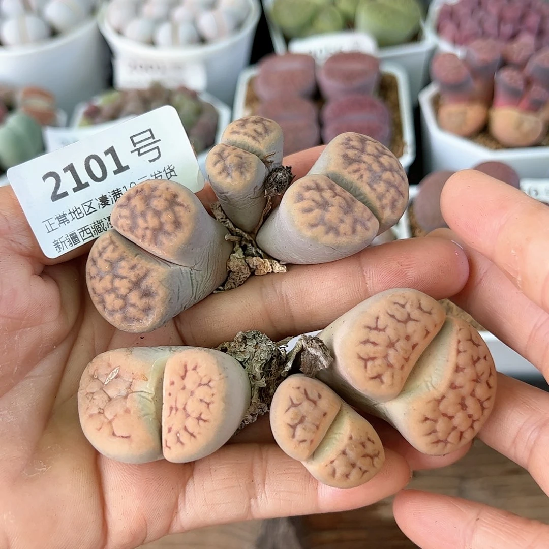 好养易活生石花大母本2101