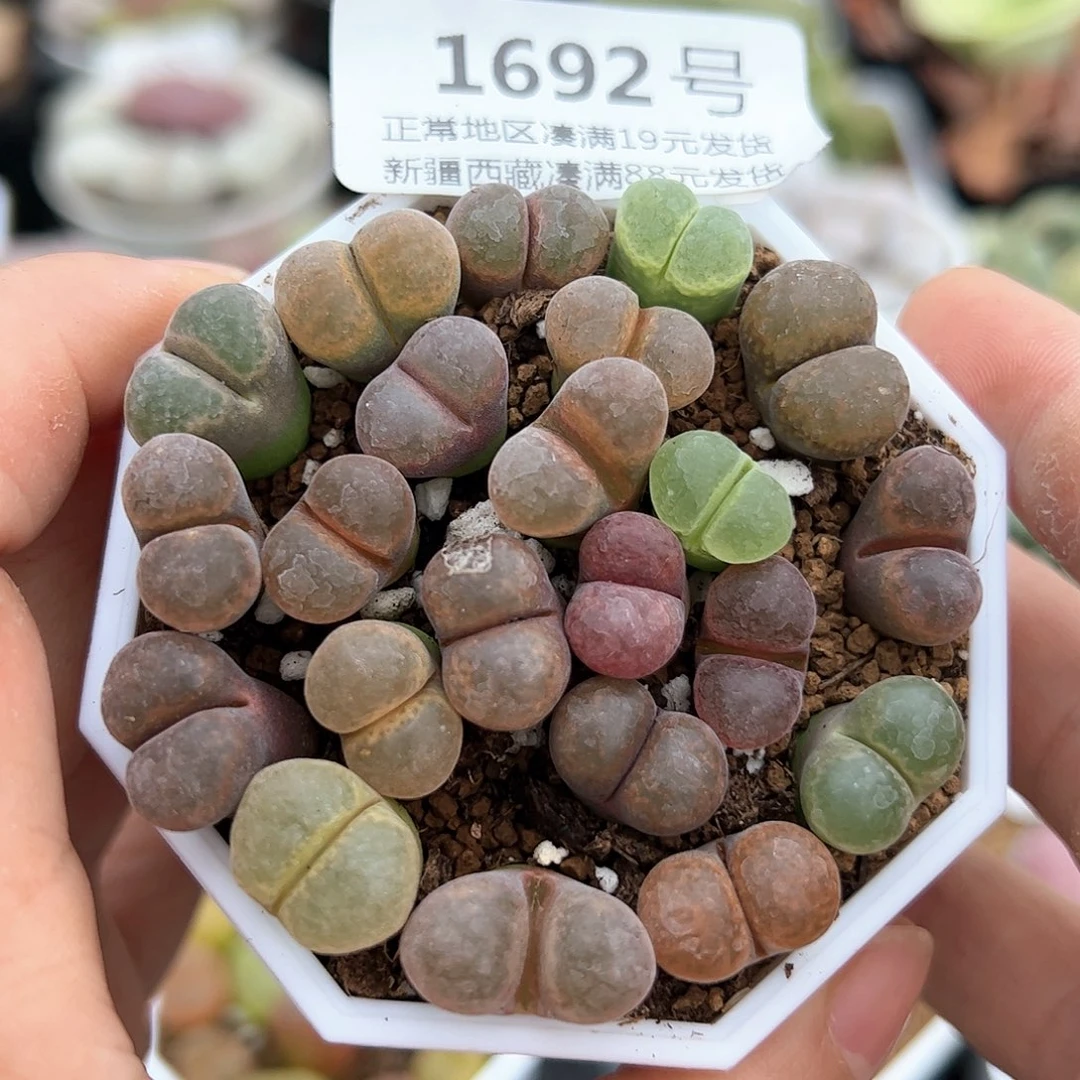 好养易活生石花大母本1692