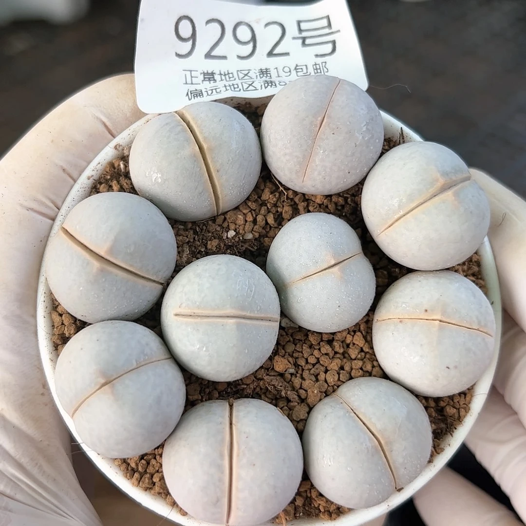 好养易活生石花大母本9292