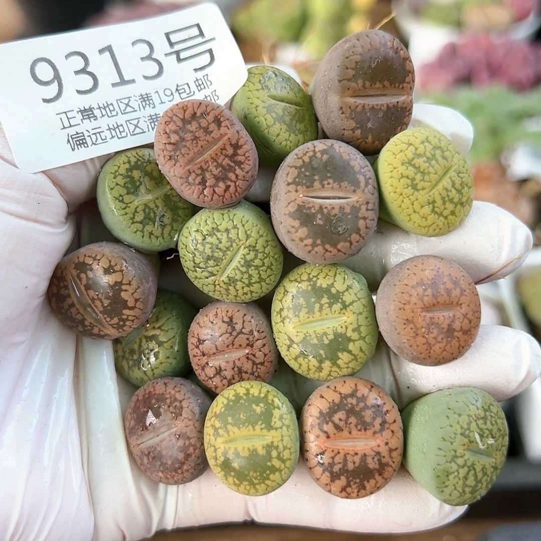 9313日轮彩套16颗1.5-2cm