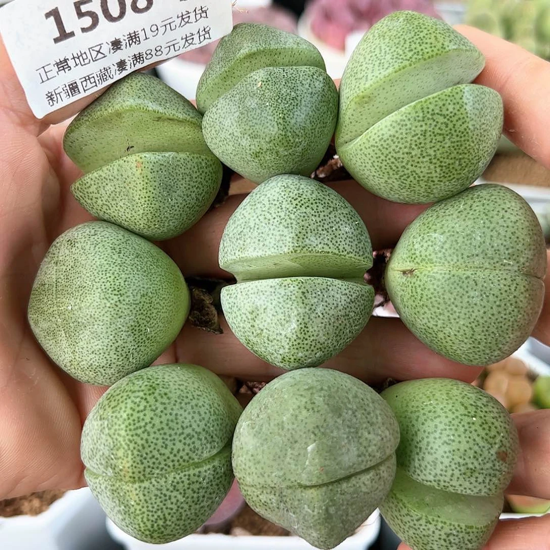 好养易活生石花大母本1508