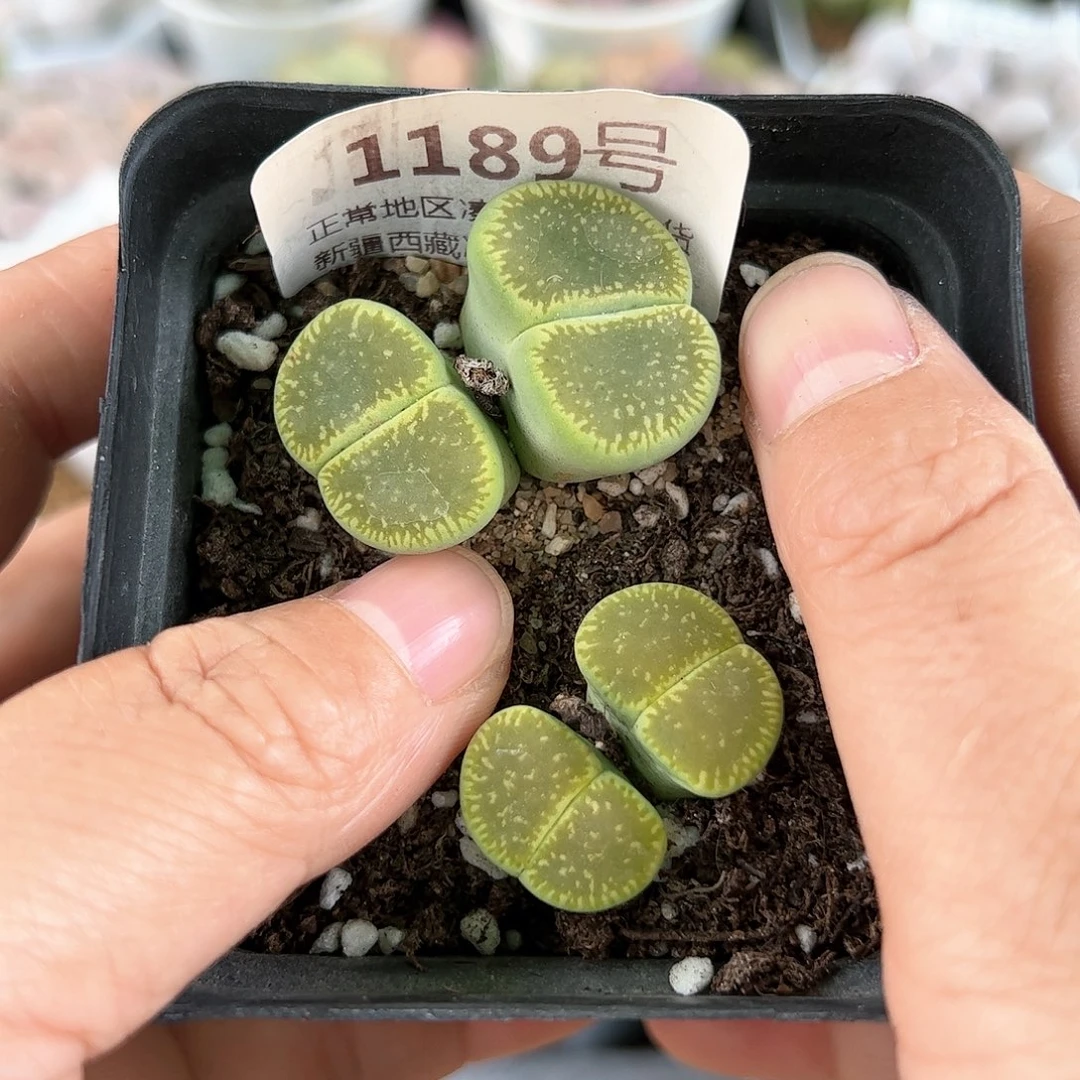 好养易活生石花大母本1189