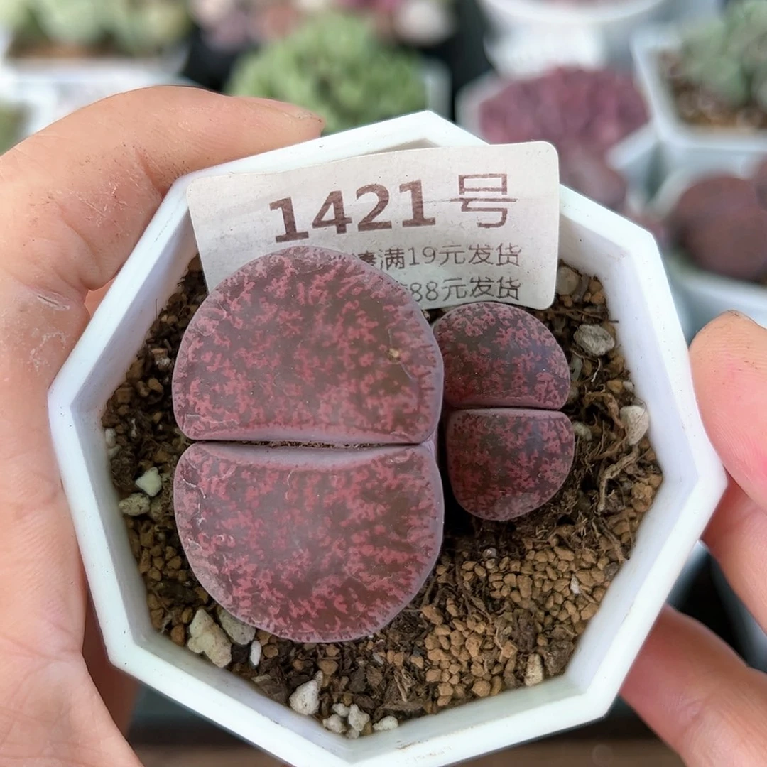 好养易活生石花大母本1421
