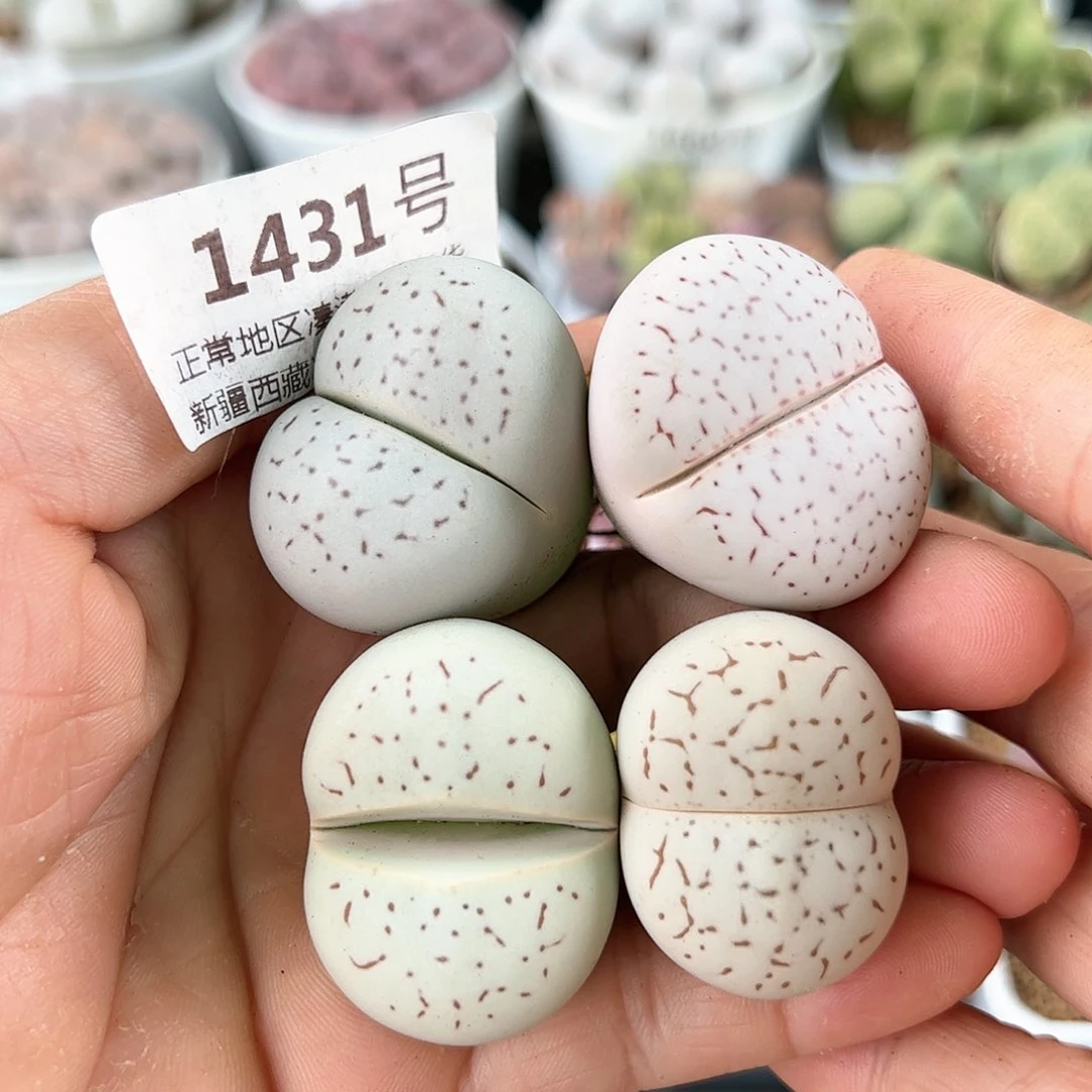 好养易活生石花大母本1431