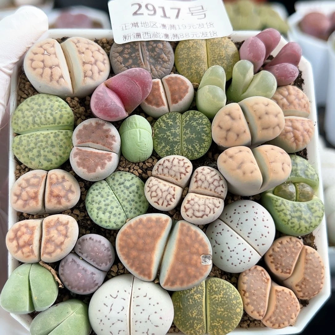 好养易活生石花大母本2917