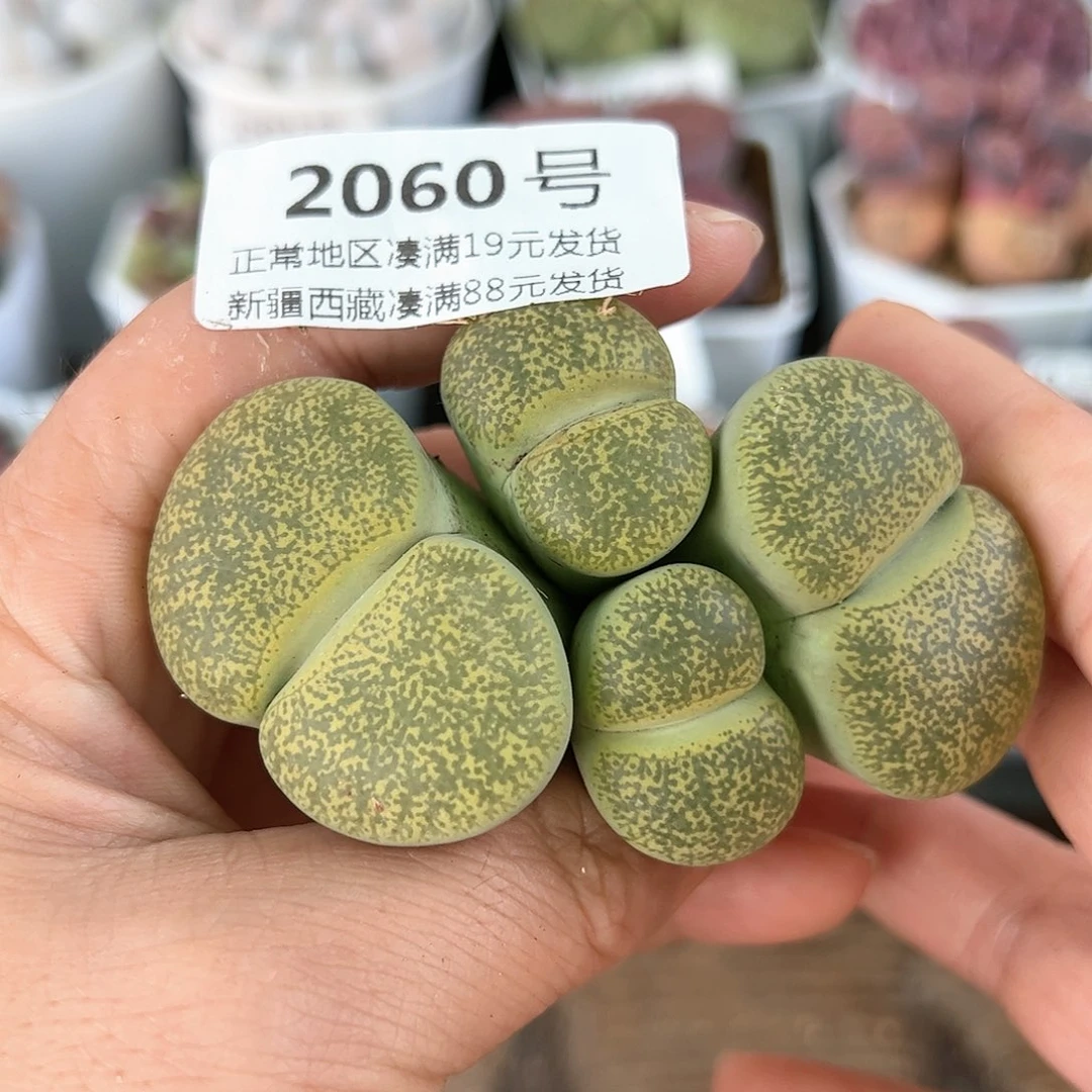 好养易活生石花大母本2060