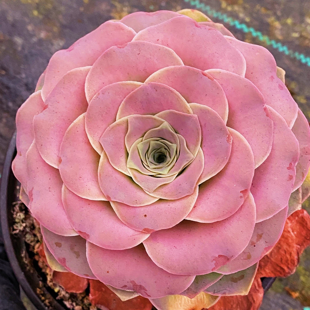 山地玫瑰一物一拍，多肉植物简单粉色