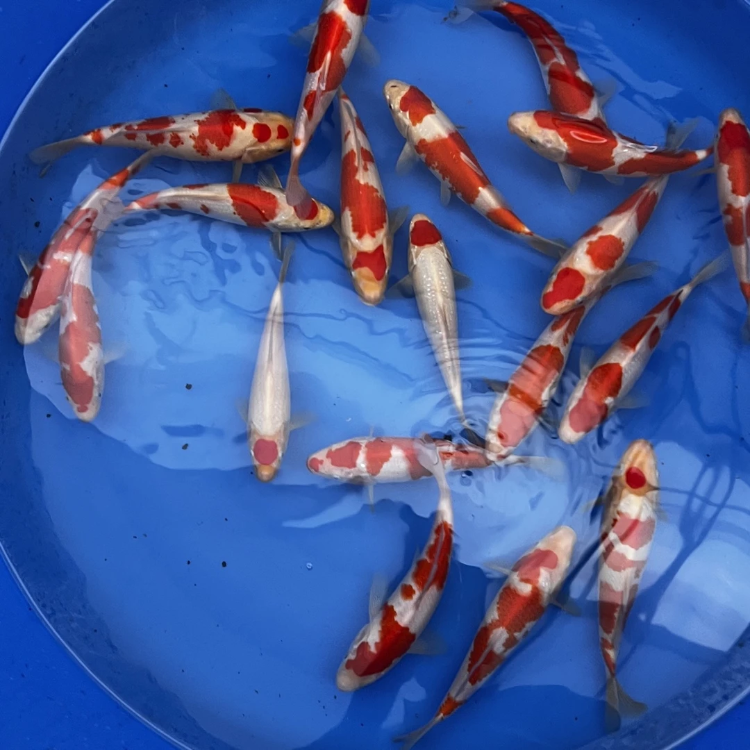 精品锦鲤 红白  大正 昭和 白写进口种鱼产 血统保证