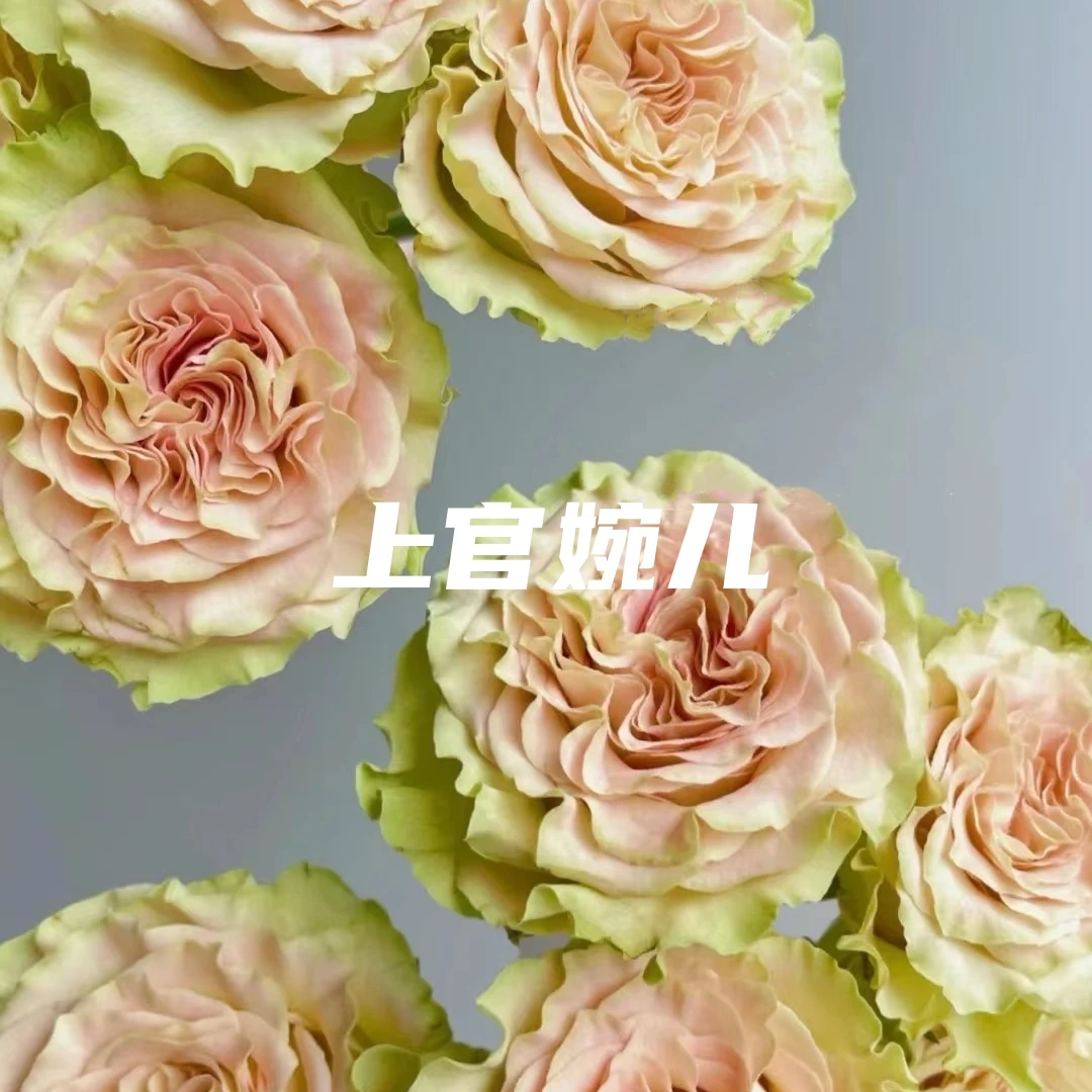 洋甘菊配花10枝